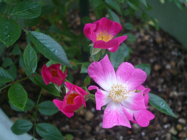 e0026017_12122558.jpg