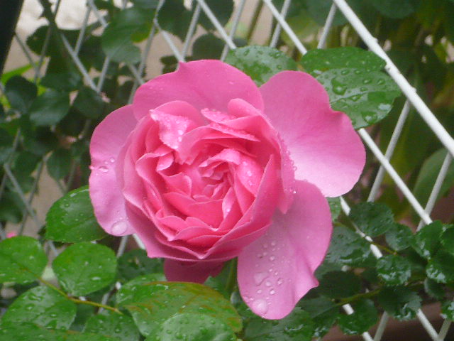 e0026017_1294494.jpg