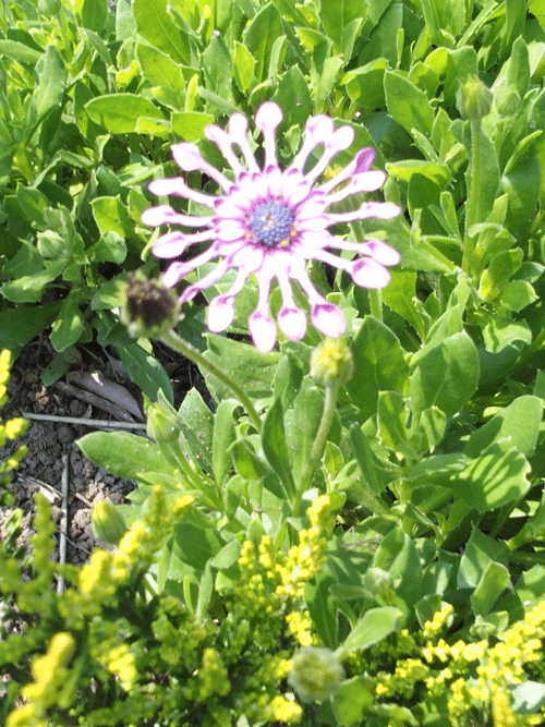 e0312121_2292429.gif