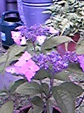 e0182926_10405588.jpg