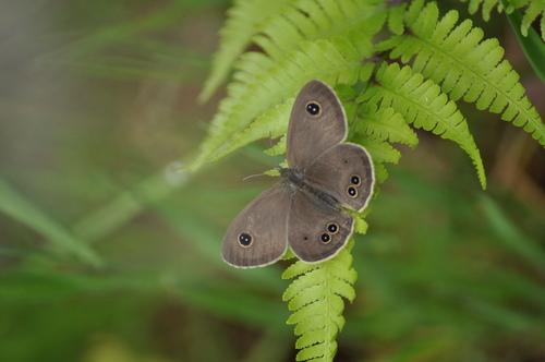 a0248728_233182.jpg