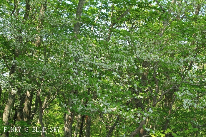 c0145250_11131338.jpg
