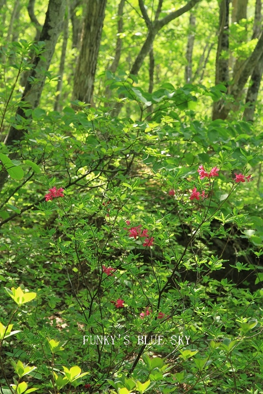 c0145250_11132083.jpg