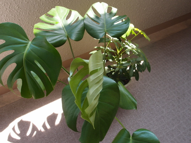 c0354352_20152146.jpg