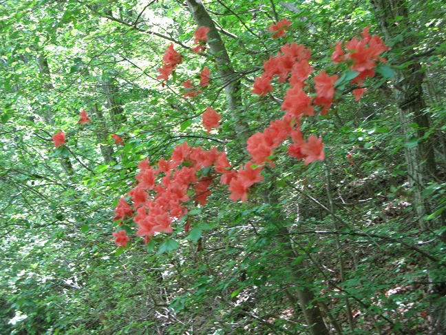 a0052762_12502216.jpg