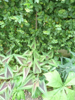 e0029472_1133956.jpg