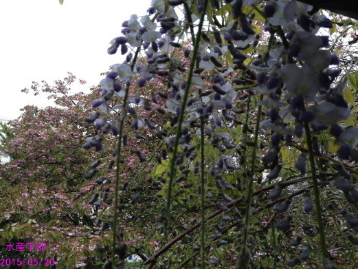 a0337807_20294750.jpg