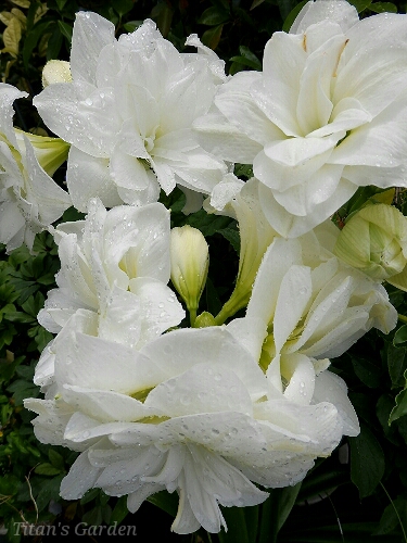 b0099813_05219100.jpg