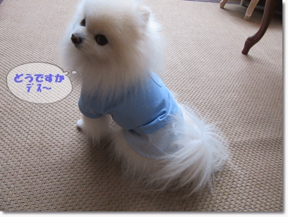 b0167519_9173147.gif