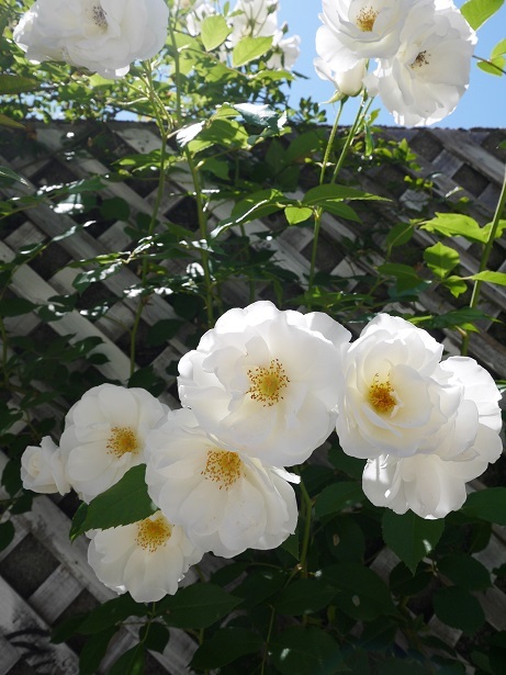 f0231829_23212340.jpg
