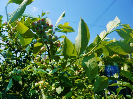 a0206332_914414.jpg