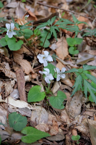 b0281732_14432045.jpg