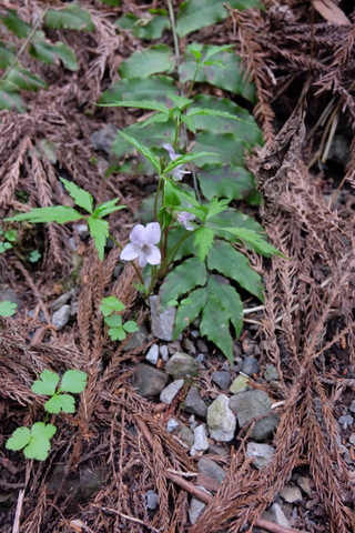 b0281732_14455135.jpg
