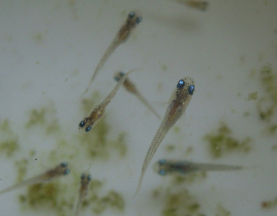 e0097534_1522510.jpg