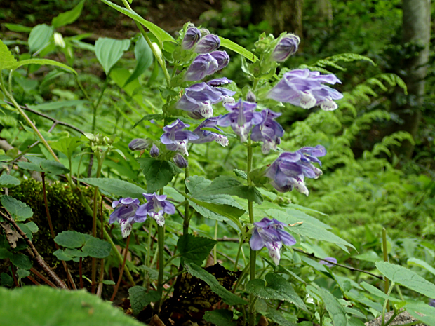 f0214649_51761.jpg