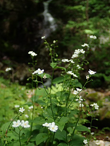 f0214649_525377.jpg