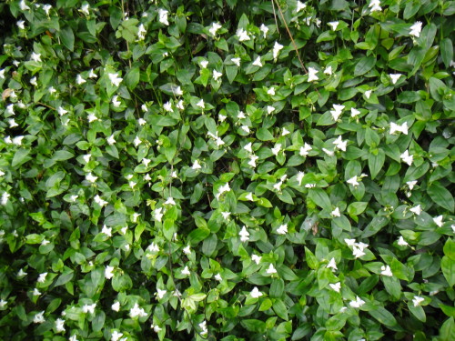 c0179351_2164037.jpg