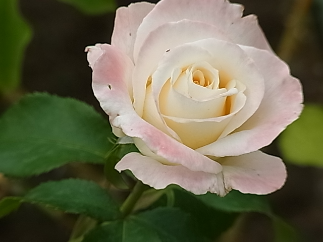 c0209377_2392942.jpg