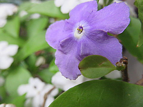 d0046702_6272852.jpg
