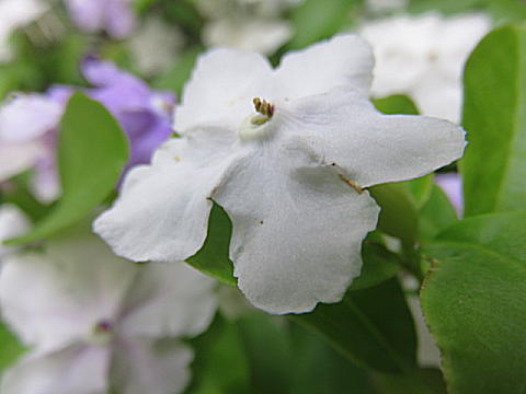 d0046702_628371.jpg