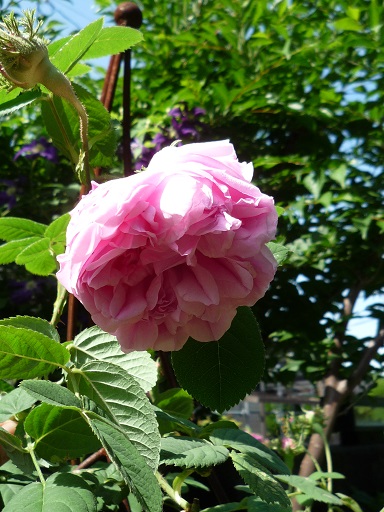 e0234004_2052178.jpg