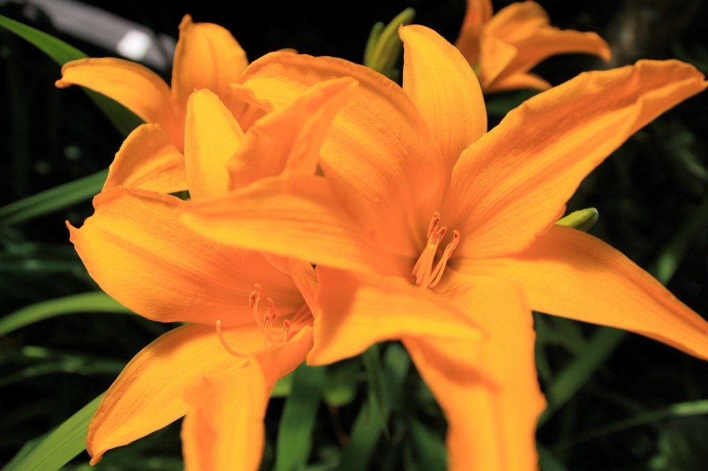 a0188405_07140301.jpg