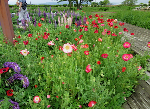 a0164011_09735.jpg