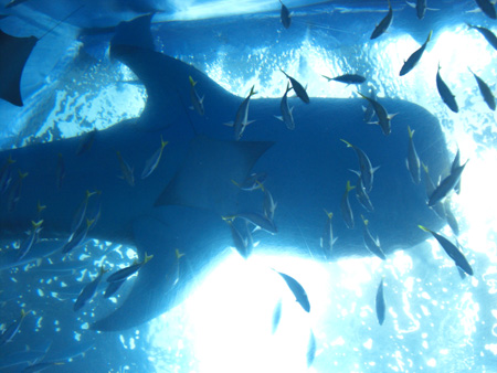 f0033922_11421846.jpg
