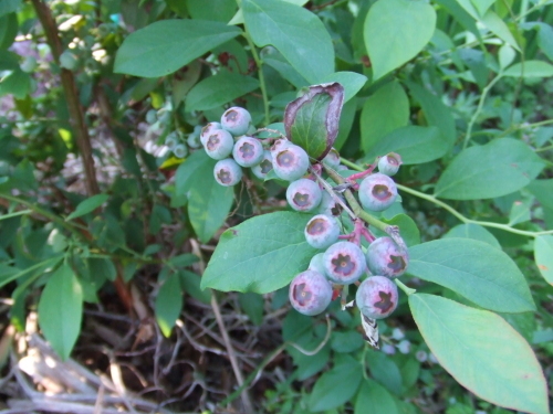 c0367054_18544145.jpg