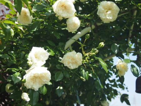 b0246758_21065591.jpg