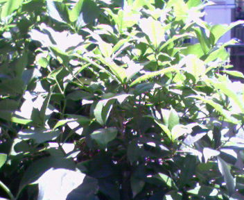 b0105259_1151136.jpg