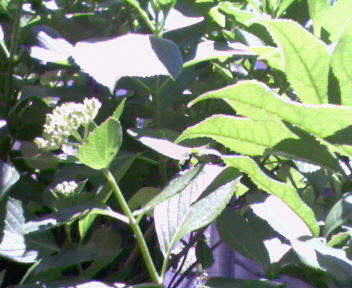 b0105259_1171858.jpg
