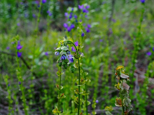 f0211463_1840945.jpg
