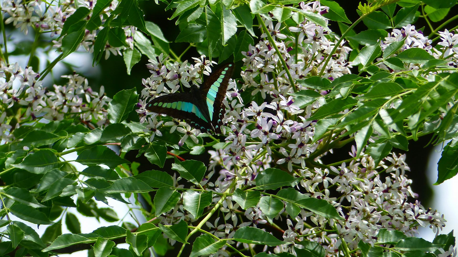 a0185081_13485673.jpg
