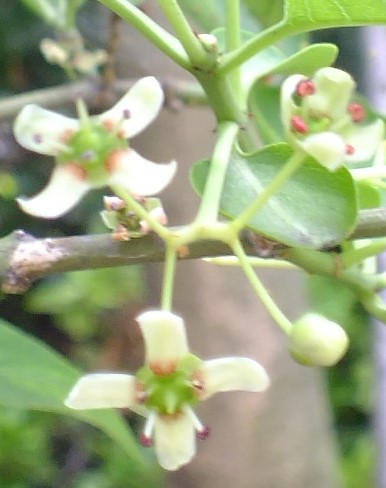 e0145782_12533486.jpg