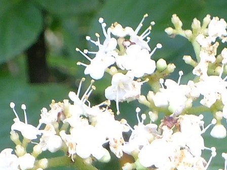 e0145782_12543745.jpg