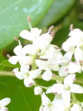e0145782_12554694.jpg