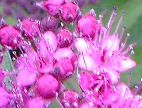 e0145782_12564992.jpg