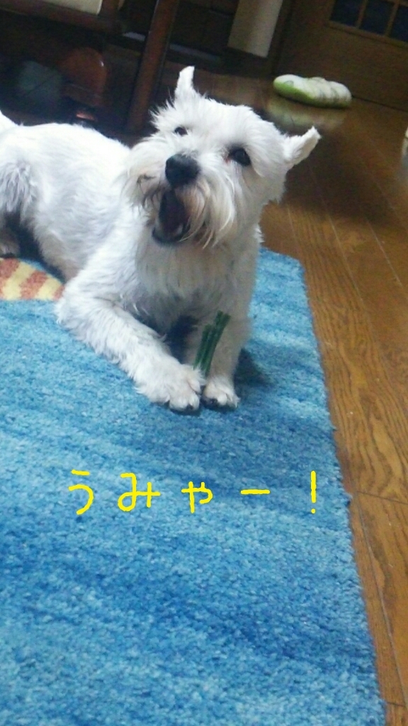 c0348784_13331199.jpg