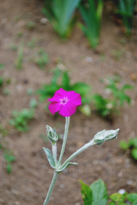 e0025300_12375723.jpg