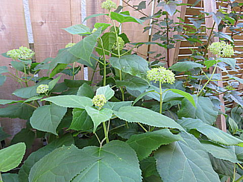 d0046702_124244.jpg