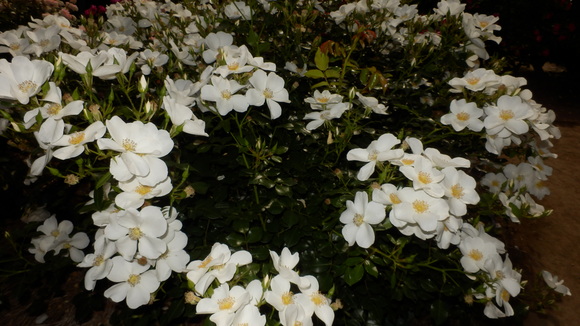 b0133329_2257440.jpg
