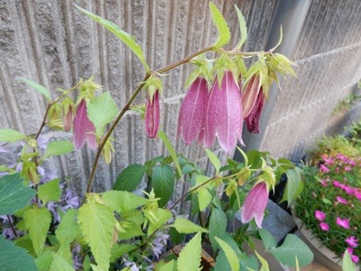 e0033229_20134083.jpg