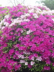 c0192740_14512299.jpg