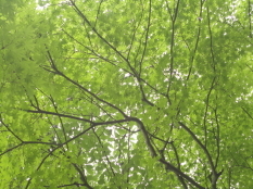 c0192740_14575428.jpg
