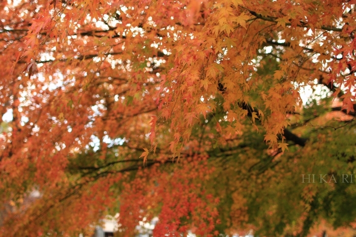 e0342760_00251505.jpg