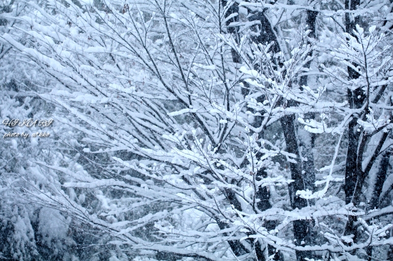 e0342760_00342962.jpg