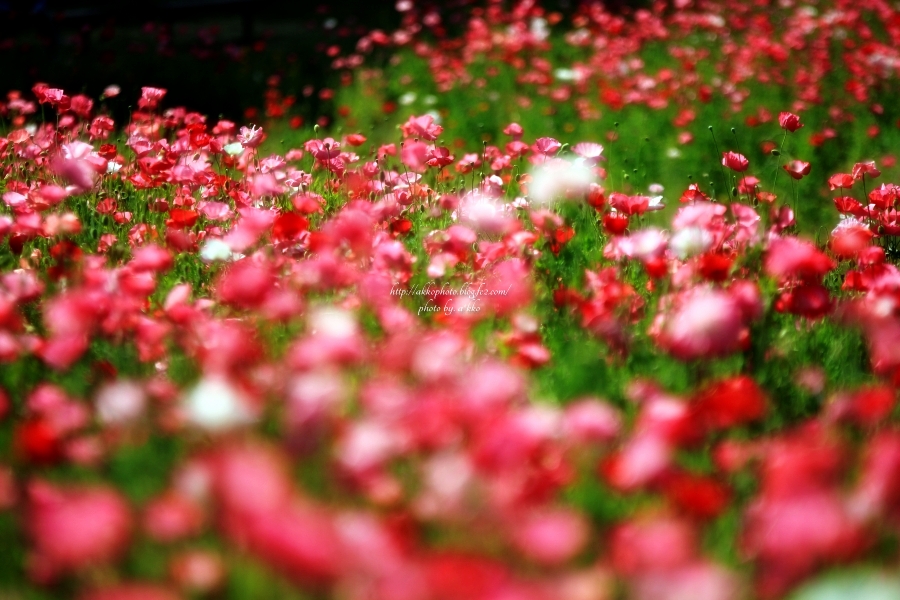 e0342760_00504777.jpg