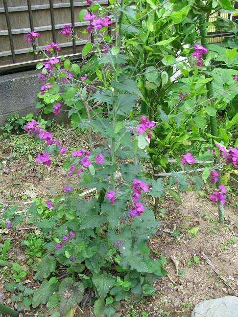 a0052762_62840.jpg