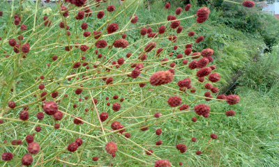 c0069380_12574314.jpg